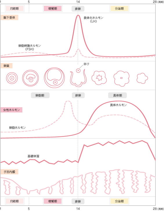 女性のカラダは、女性ホルモンの影響を受け、妊娠の準備をします。受精が成立しないと、子宮内膜がはがれ経血となってカラダの外に出ていきます。これが生理です。