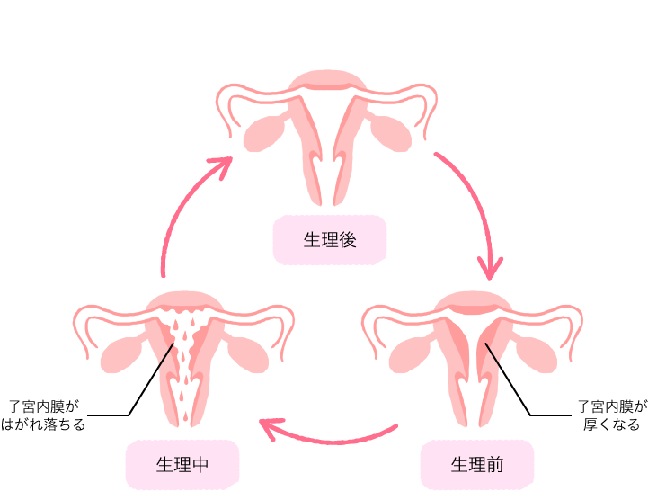 生理前 子宮内膜が厚くなる &rarr; 生理中 子宮内膜がはがれ落ちる &rarr; 生理後
